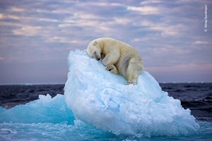 Image of a Polar Bear drifting to Sleep wins Wildlife Photographer of the Year People’s Choice Award