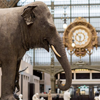 Marguerite, an Asian Elephant, Settled among the Sculptures of the Musée d'Orsay
