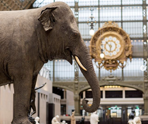 Marguerite, an Asian Elephant, Settled among the Sculptures of the Musée d'Orsay