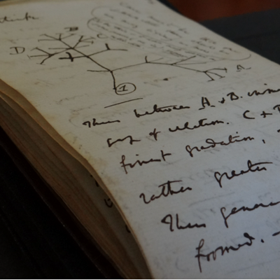Missing Darwin Notebooks Returned to Cambridge University Library