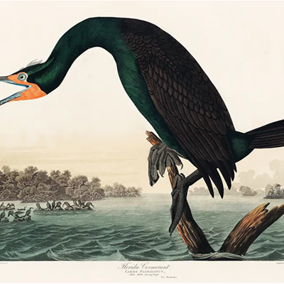 Seattle Chapter to Remove ‘Audubon’ from its Name