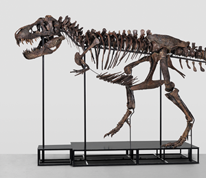The First Tyrannosaurus Rex Skeleton to be Offered at "Out of the World II" Auction in Zurich, Switzerland