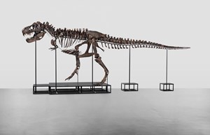 Trinity The T. Rex Will be Exhibited to The Public :  The Phoebus Foundation Will Include Trinity in Its ‘Boerentoren’ Cultural Centre in Antwerp, Belgium