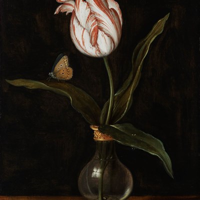 Mauritshuis Acquires New Tulip for Its Collection