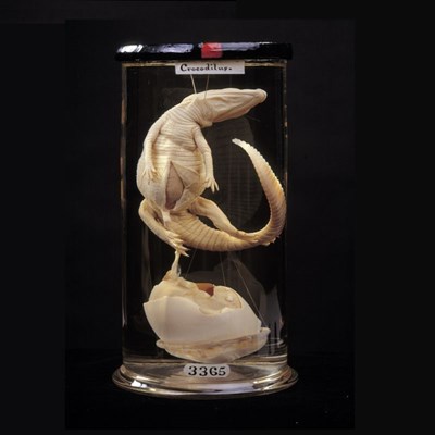 Hunterian Museum at the Royal College of Surgeons of England Reopened to the Public