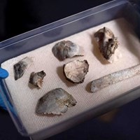  12,000-Year-Old Human Fossil Fragments Recovered From Burnt Brazil Museum