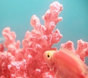 Living Coral: Pantone's 2019 Colour of the Year