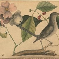 Unique 300 Year Old Scientific Drawings at Risk of Leaving the UK